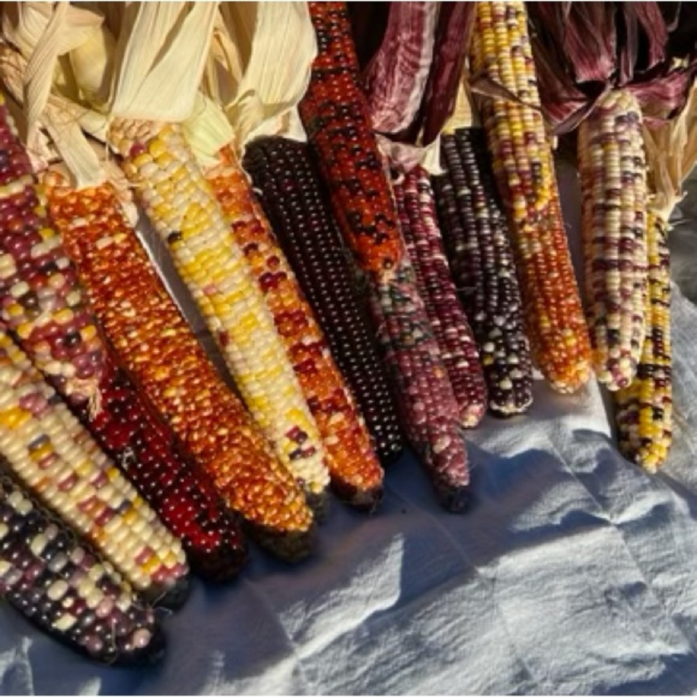 Indian Corn Bundles 6 ears